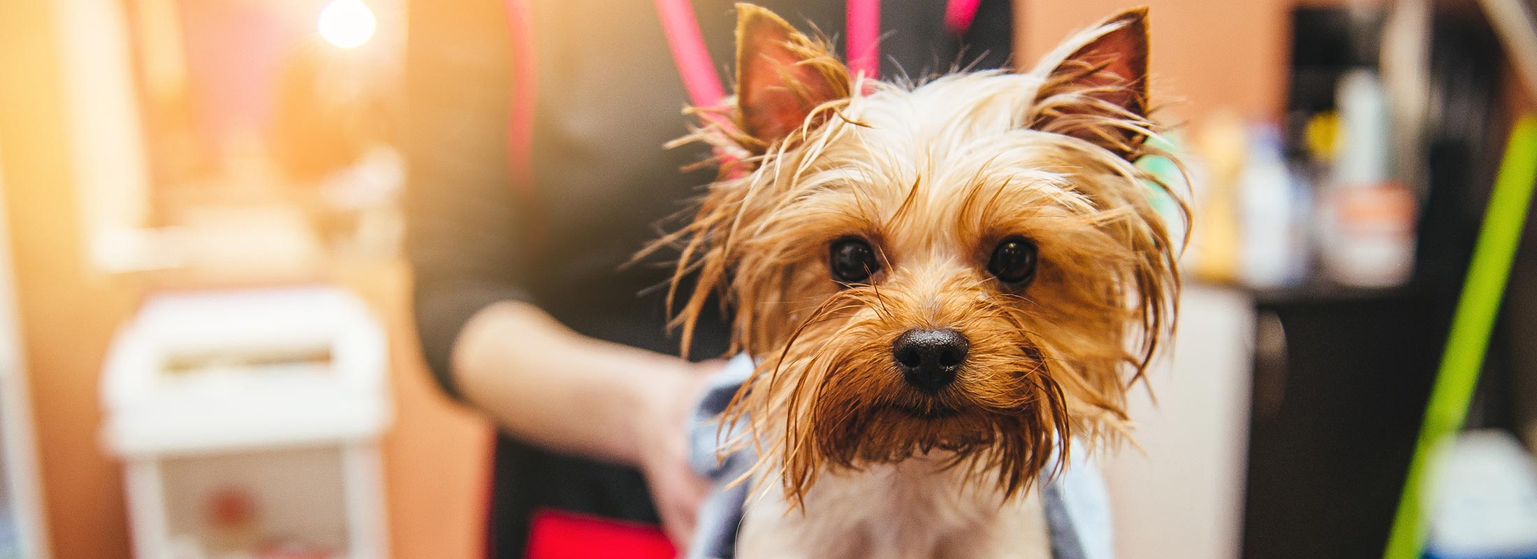 image of Yorkie getting groomed